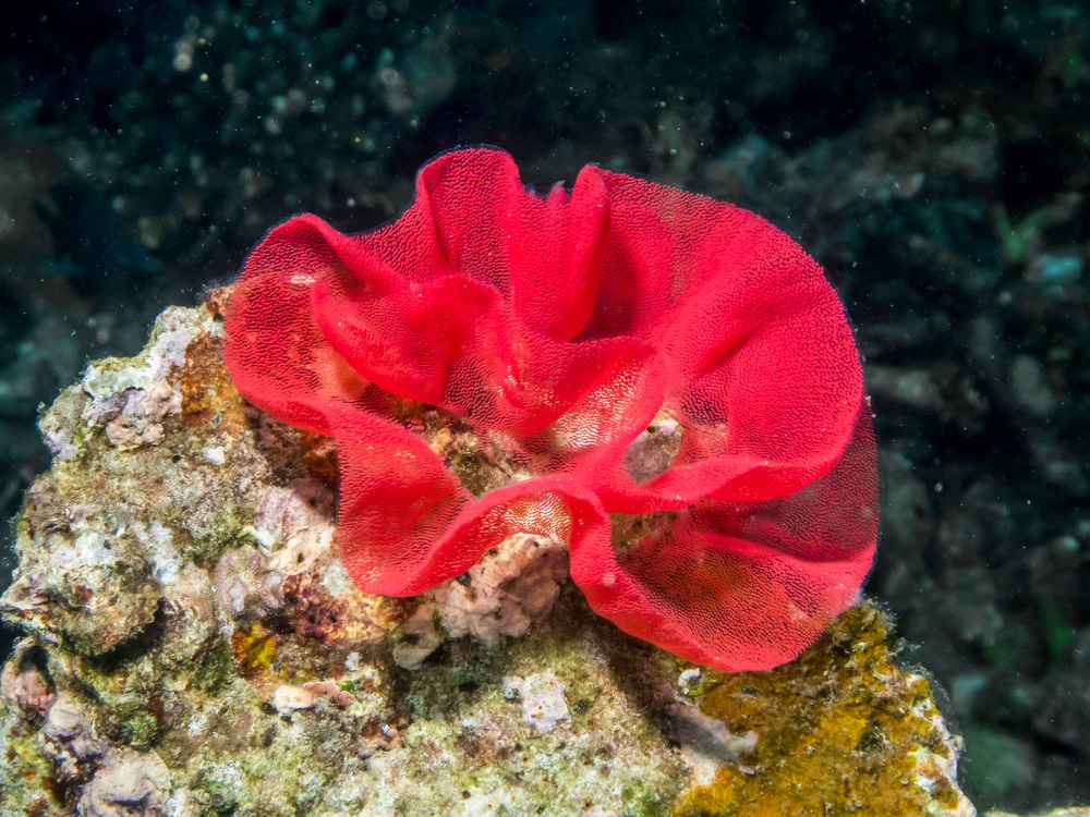 PC110538P8290009.ORF