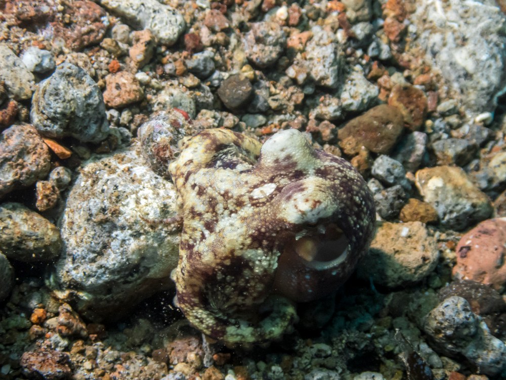 PC110577P8290009.ORF