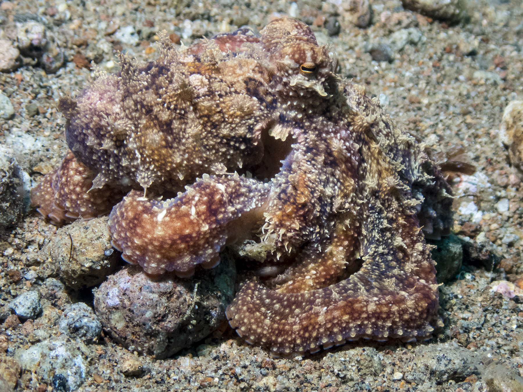 PC110581P8290009.ORF