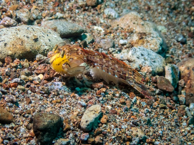 PC110617P8290009.ORF