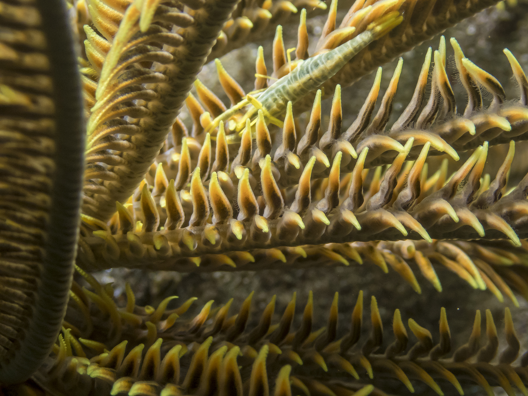 PC110630P8290009.ORF