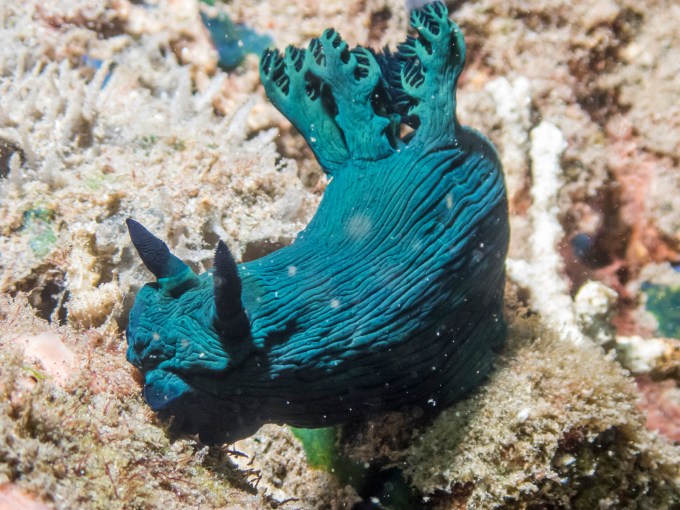 PC110645P8290009.ORF