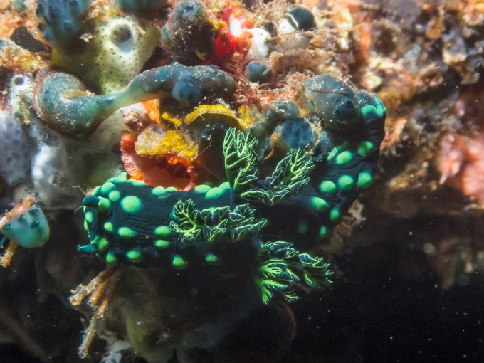 PC110650P8290009.ORF