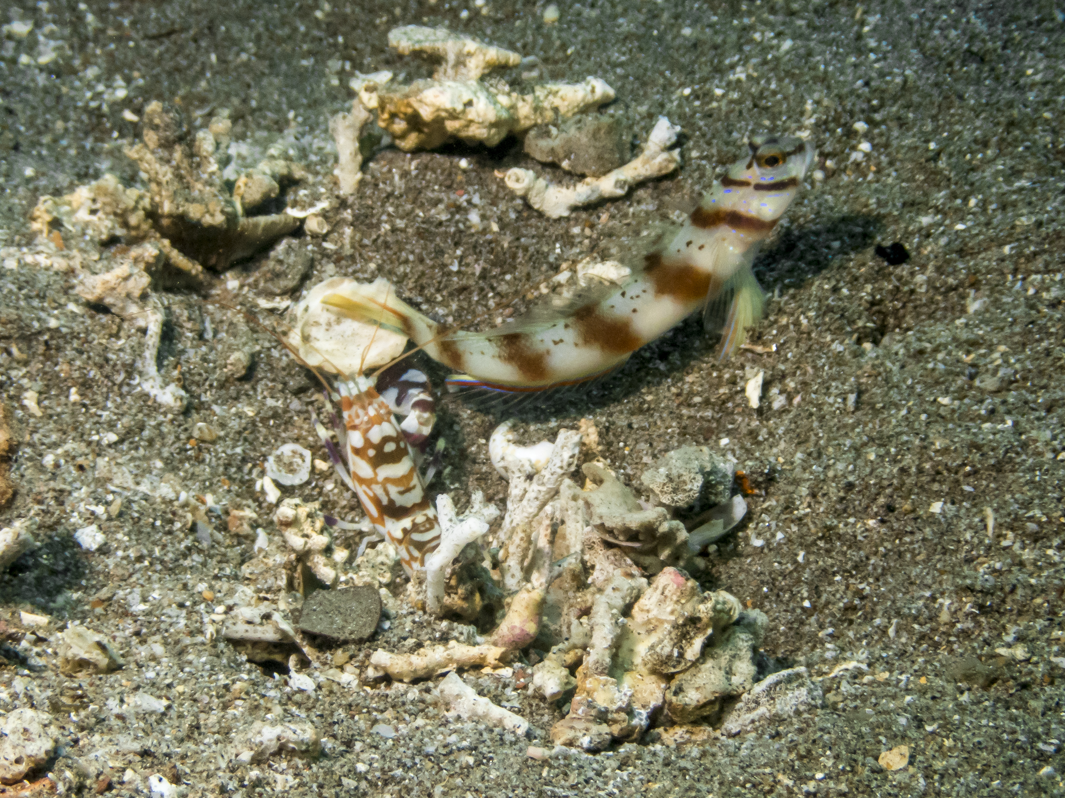 PC110664P8290009.ORF