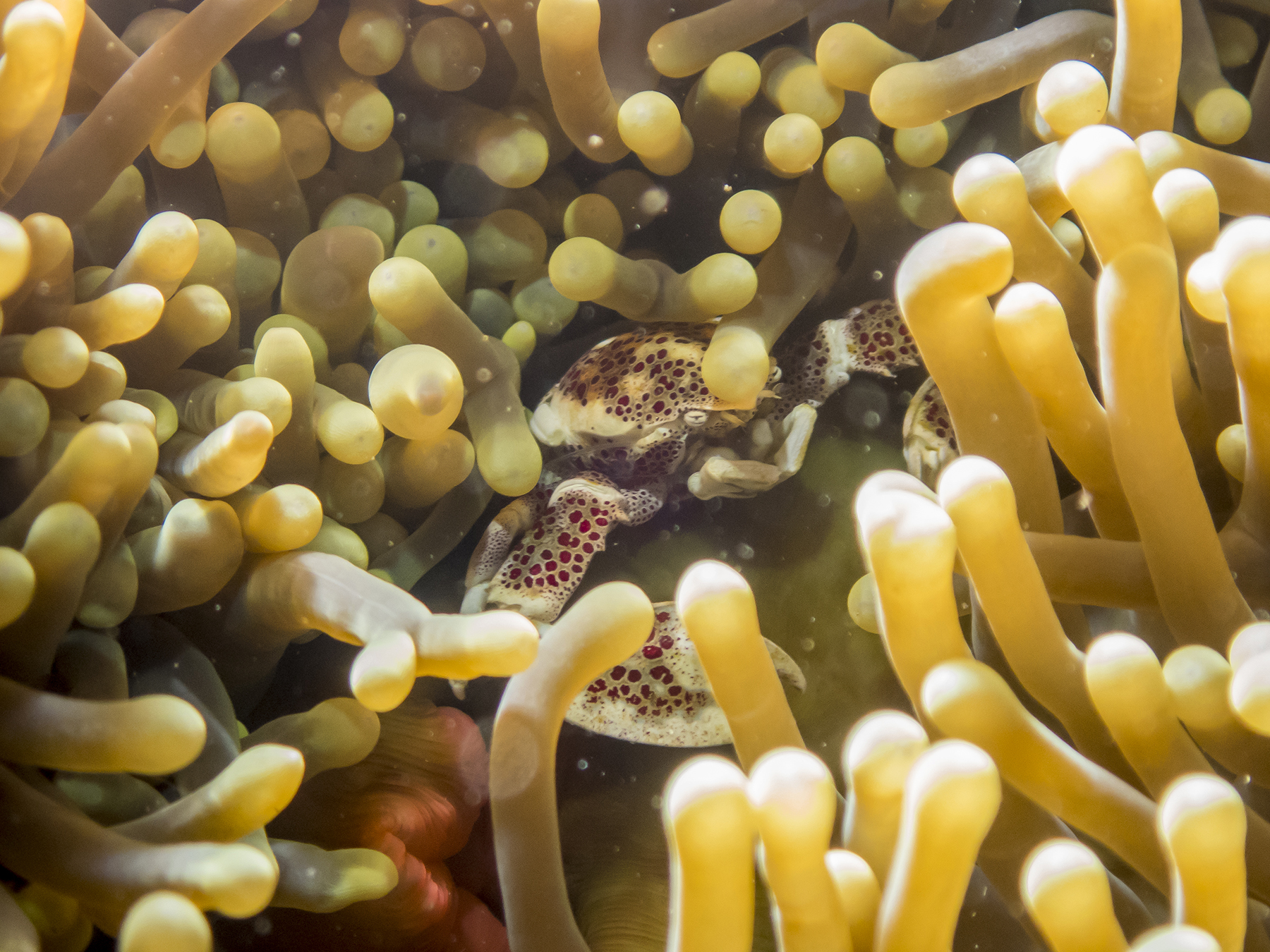 PC110679P8290009.ORF