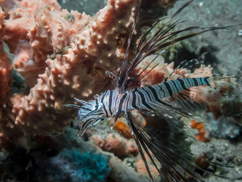 PC120746P8290009.ORF