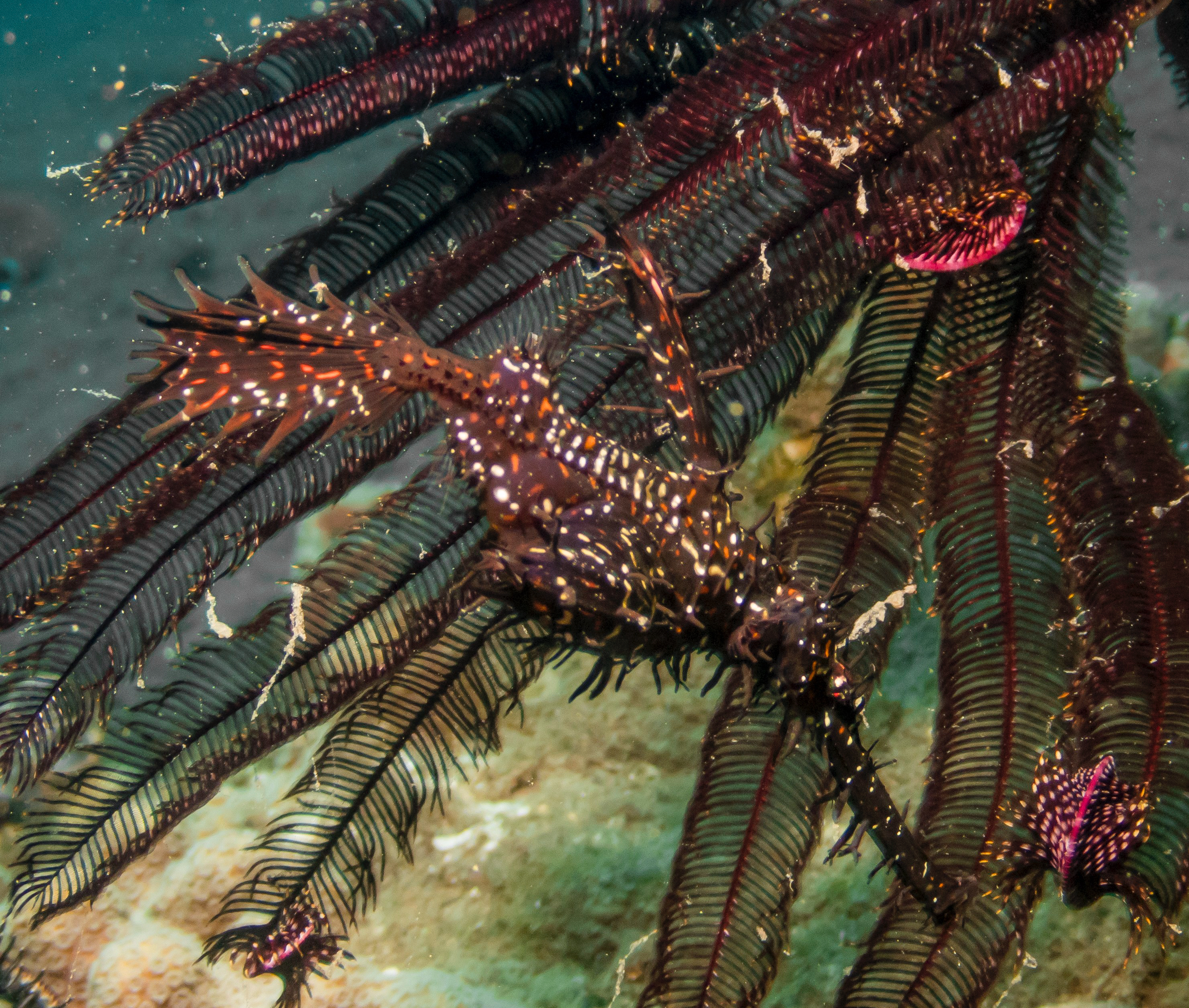 PC120768P8290009.ORF