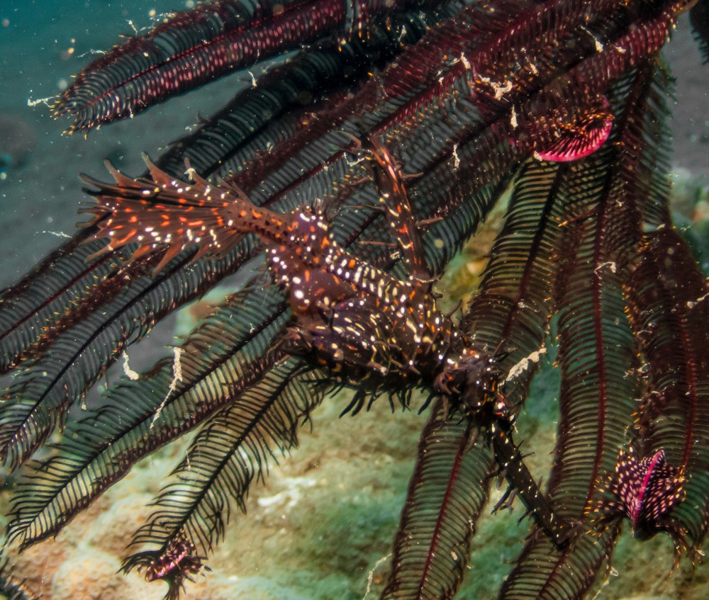 PC120768P8290009.ORF