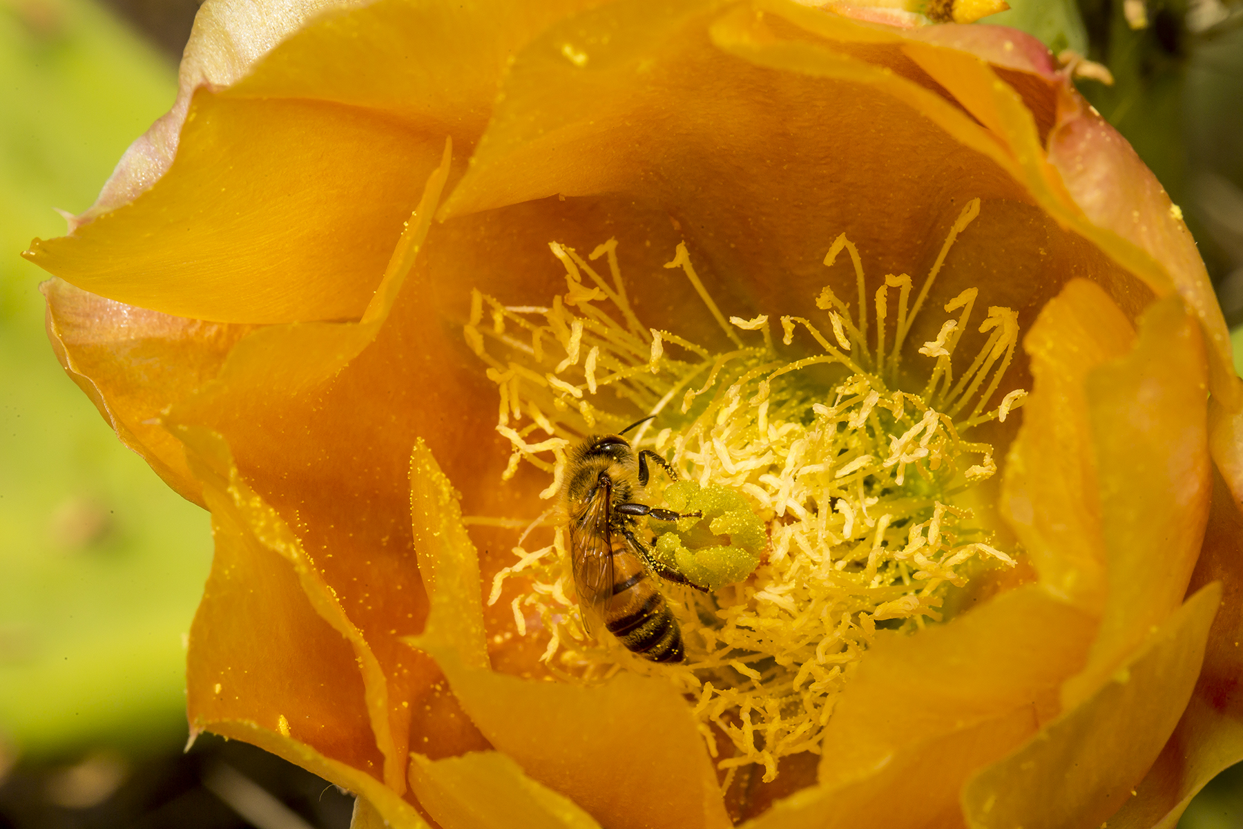 Cactus flower polinator