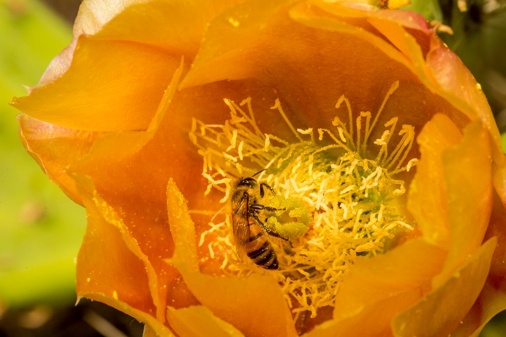 Cactus flower polinator