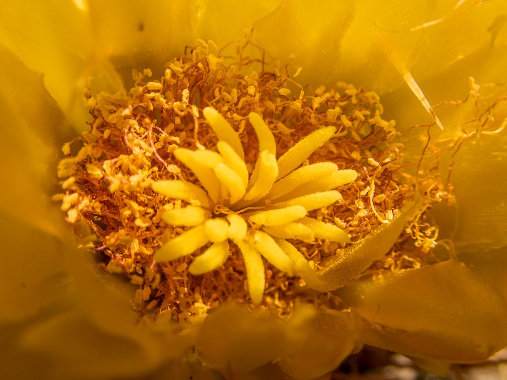 Cactus flower