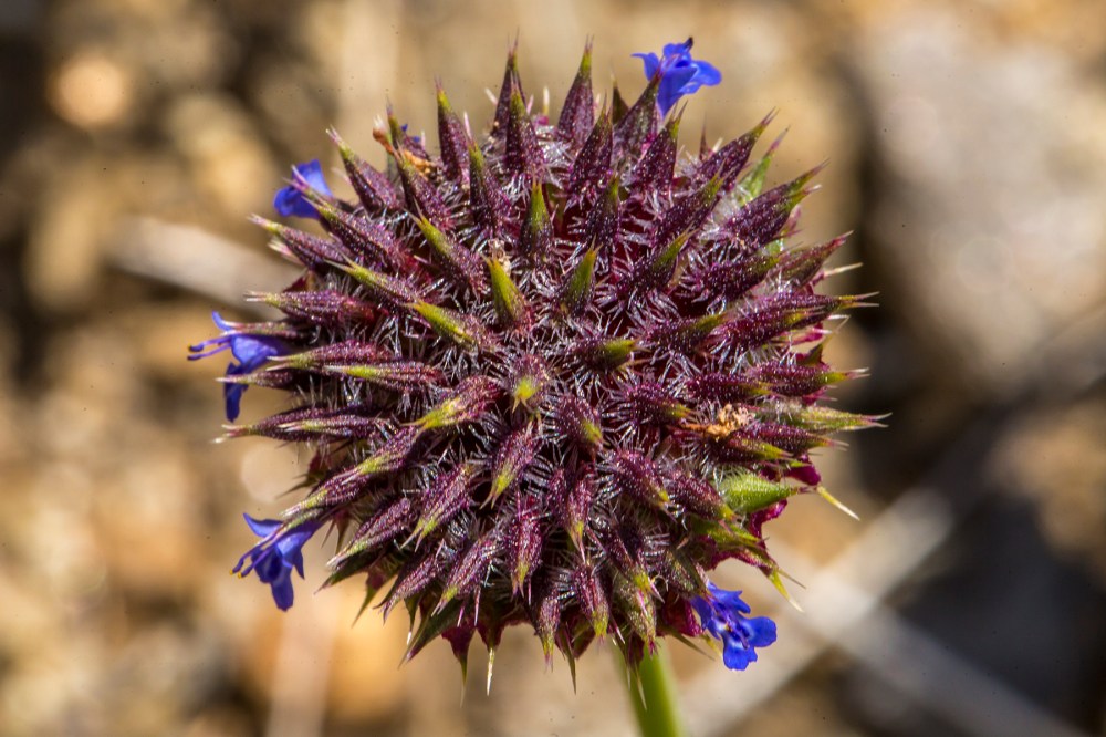 Coronavirus flower
