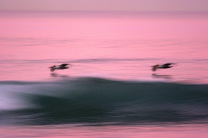 Dawn Patrol Pelicans