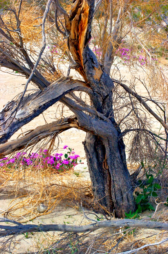 Desert Wildflowers