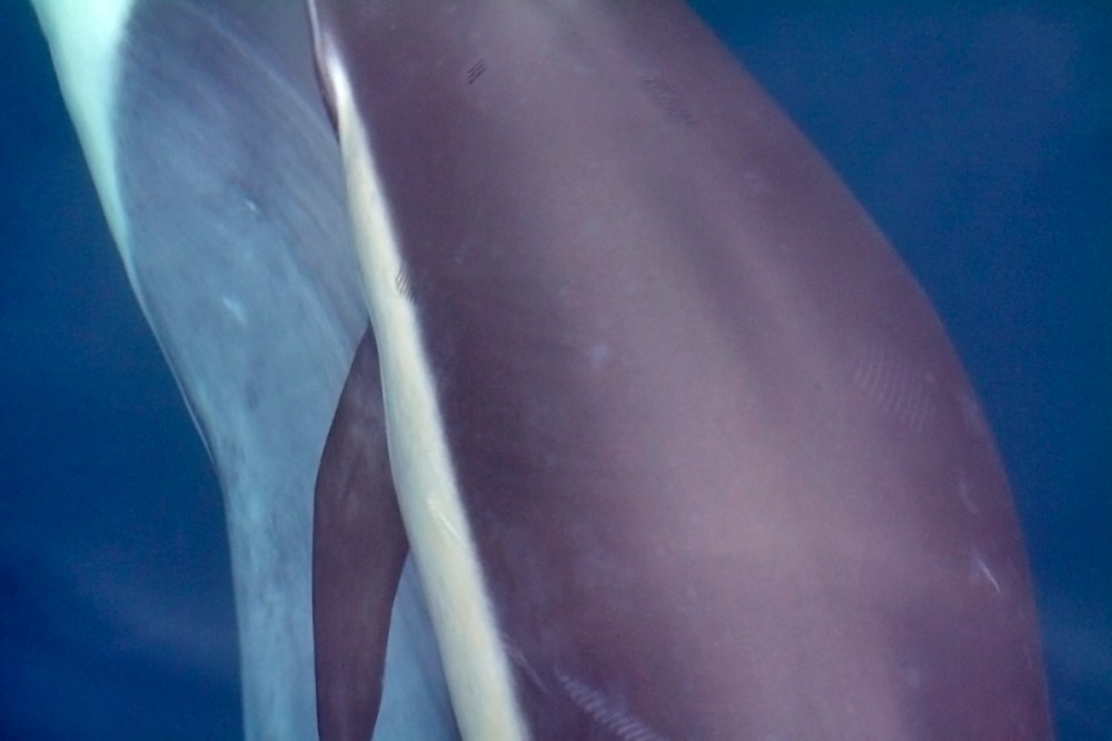 Dolphin Formation