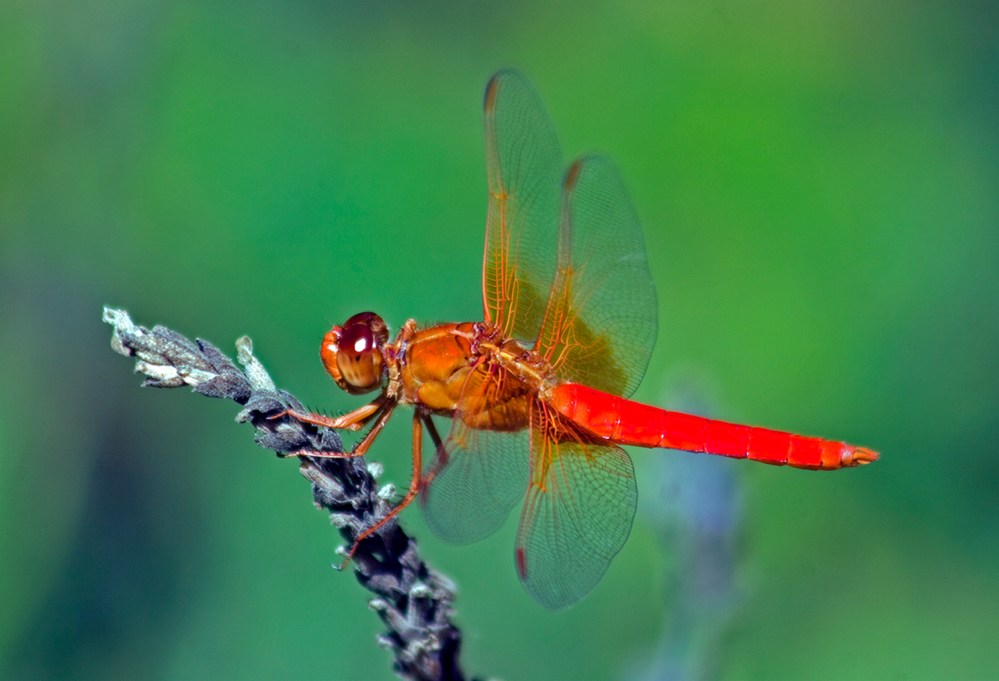 Dragonfly
