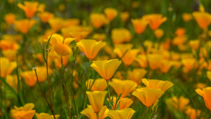 Easter morning poppies