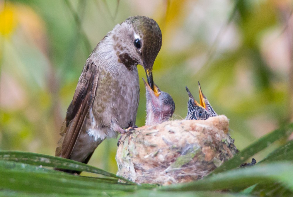 Feeding time