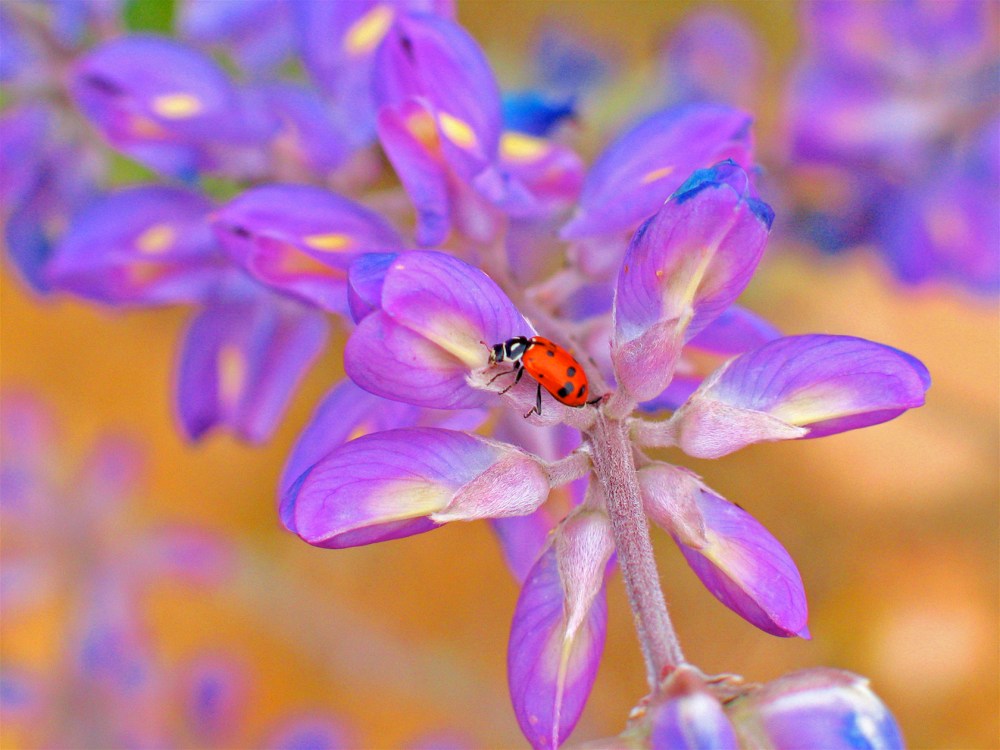 Julian Ladybug card