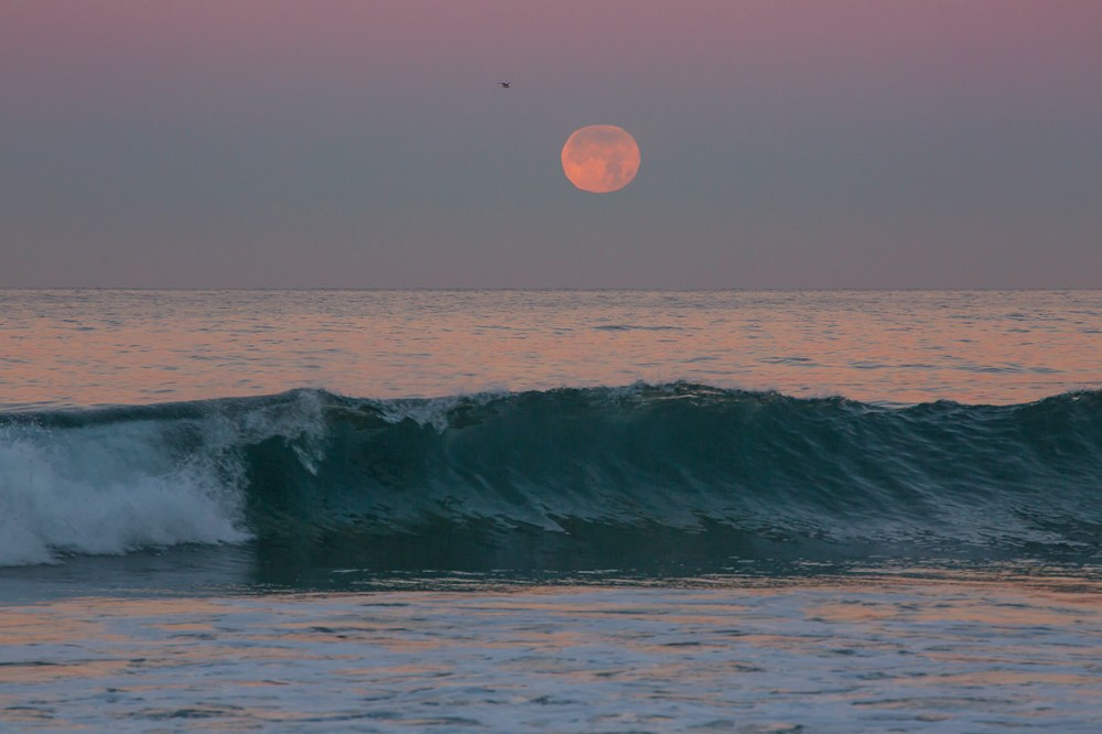 Moonset with wave and bird