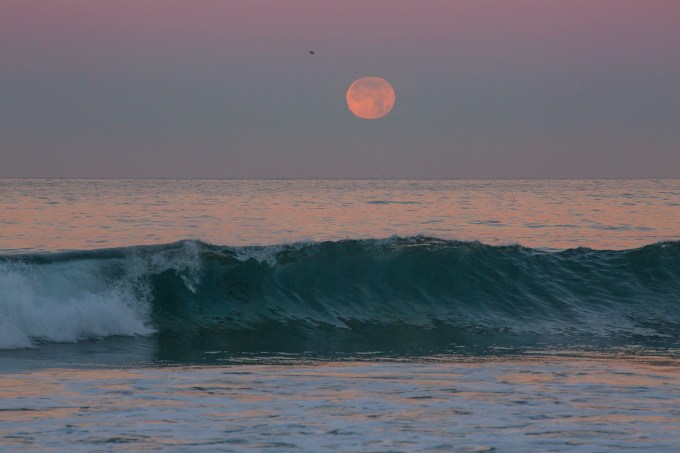 Moonset with wave and bird
