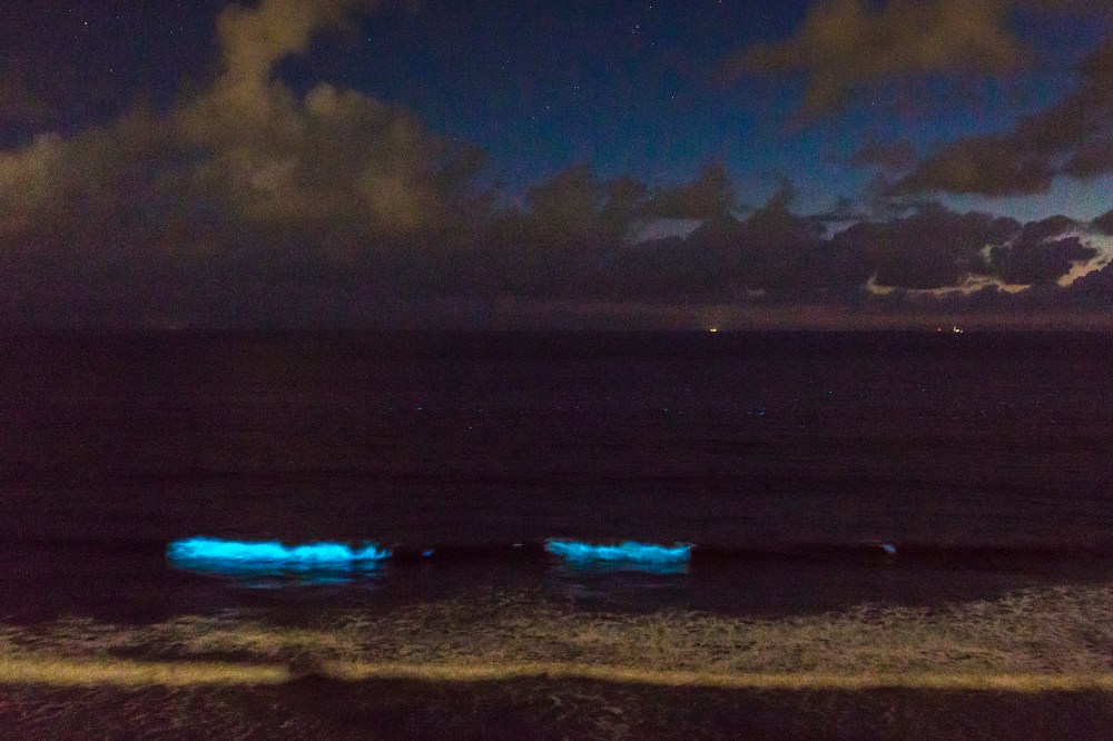 Nighttime Red Tide Waves