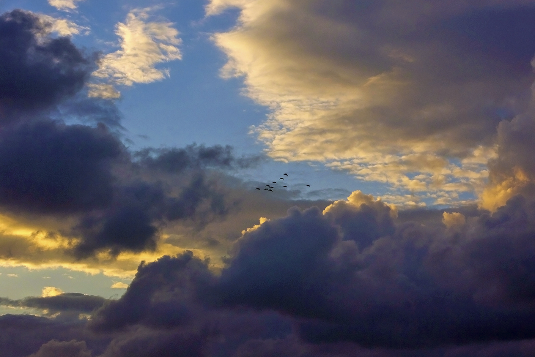 Pelicans in a cloudy sunset