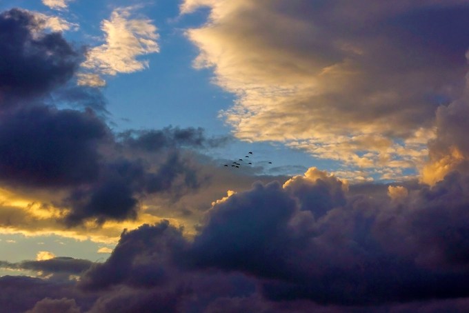 Pelicans in a cloudy sunset