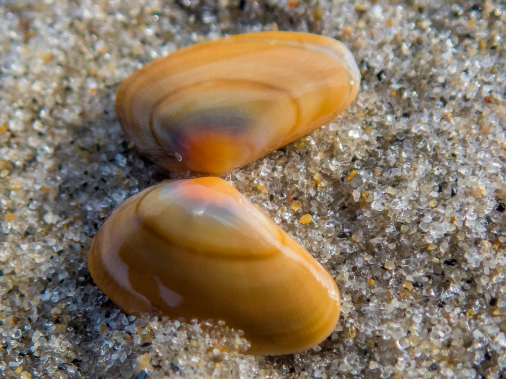 Seashell and sand