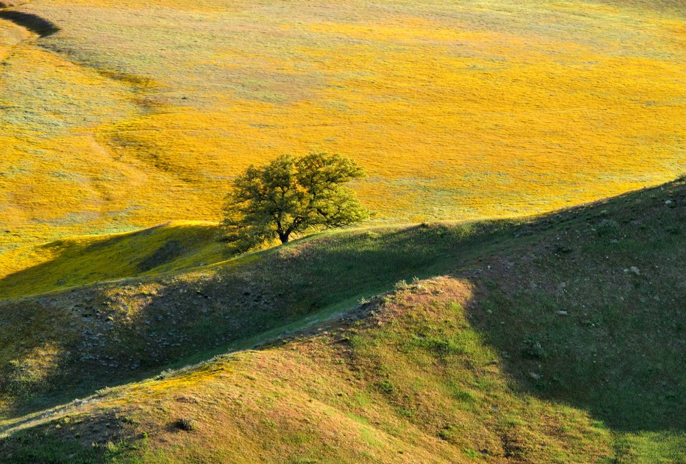 Solitary tree